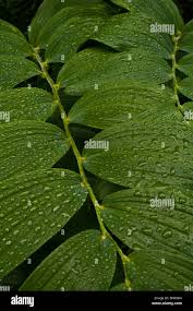 Attēlu rezultāti vaicājumam “Polygonatum multiflorum  leaf”