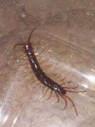 Attēlu rezultāti vaicājumam “Lithobius forficatus”