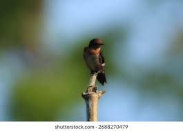 Attēlu rezultāti vaicājumam “Hirundo rustica juvenile”