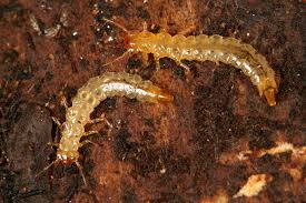 Attēlu rezultāti vaicājumam “Dendrophagus crenatus”