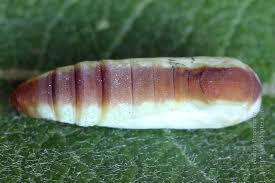 Attēlu rezultāti vaicājumam “Nycteola sp.”