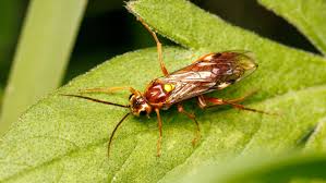 Attēlu rezultāti vaicājumam “Tenthredinidae”