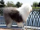 Everything about Old English Sheepdogs - Old English Sheepdog ...