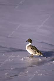 Attēlu rezultāti vaicājumam “Anas acuta male”