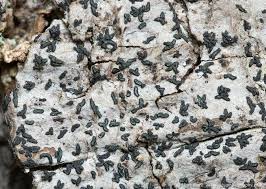 Attēlu rezultāti vaicājumam “Alyxoria varia”