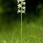 Attēlu rezultāti vaicājumam “Platanthera bifolia”