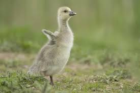 Attēlu rezultāti vaicājumam “Anser anser juvenile”