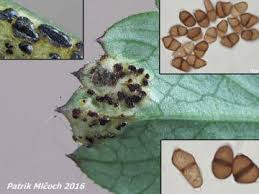 Attēlu rezultāti vaicājumam “Trachyspora intrusa”