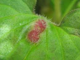 Attēlu rezultāti vaicājumam “Liposthenes glechomae”