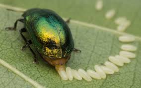 Attēlu rezultāti vaicājumam “Linaeidea aenea”