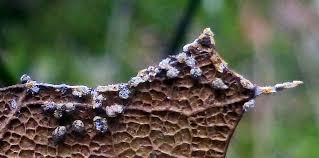 Attēlu rezultāti vaicājumam “Physarum bryocorticola spores”