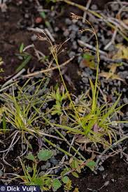 Attēlu rezultāti vaicājumam “Carex capillaris”