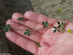 Attēlu rezultāti vaicājumam “Medicago lupulina”