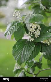 Attēlu rezultāti vaicājumam “Sorbus aria”