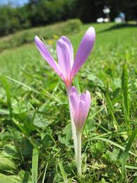 Image result for Herbstzeitlose