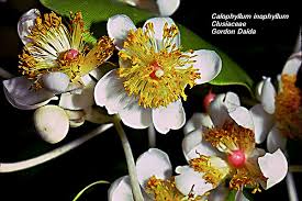 Attēlu rezultāti vaicājumam “Clusiaceae”