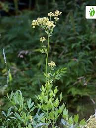 Attēlu rezultāti vaicājumam “Levisticum officinale”