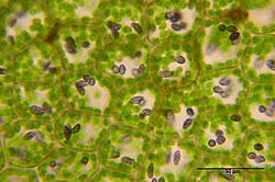 Attēlu rezultāti vaicājumam “Calypogeia azurea”