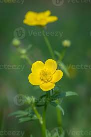 Attēlu rezultāti vaicājumam “Ranunculus acris flower”