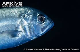 Image result for Caranx latus