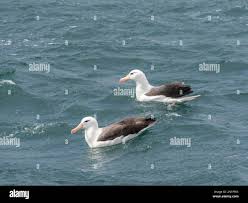 Image result for Thalassarche melanophris
