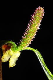 Attēlu rezultāti vaicājumam “Betula humilis male flower”