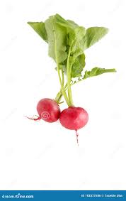 Image result for Radieschen