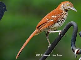 Image result for Toxostoma rufum