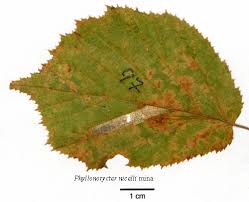 Attēlu rezultāti vaicājumam “Phyllonorycter nicellii”