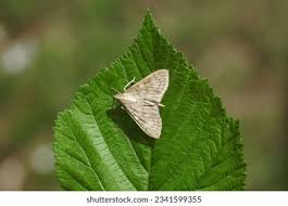 Attēlu rezultāti vaicājumam “Pleuroptya ruralis”