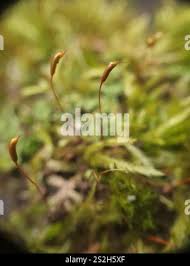 Attēlu rezultāti vaicājumam “Callicladium haldanianum”