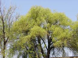 Attēlu rezultāti vaicājumam “Salix x fragilis”