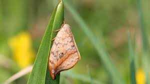 Attēlu rezultāti vaicājumam “Drepana falcataria”