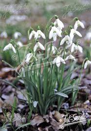 Attēlu rezultāti vaicājumam “Galanthus nivalis flower”