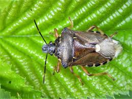 Attēlu rezultāti vaicājumam “Pinthaeus sanguinipes imago”