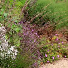 Attēlu rezultāti vaicājumam “Molinia caerulea flower”