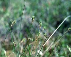 Attēlu rezultāti vaicājumam “Carex lasiocarpa male flower”