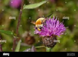 Attēlu rezultāti vaicājumam “Arctophila superbiens”