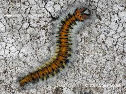 Attēlu rezultāti vaicājumam “Lasiocampa trifolii male”