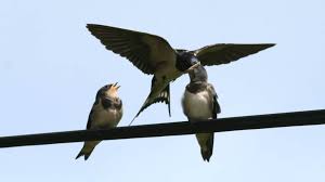 Attēlu rezultāti vaicājumam “Hirundo rustica”
