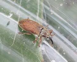 Attēlu rezultāti vaicājumam “Brachonyx pineti”