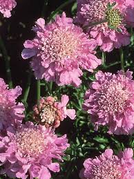 Image result for Scabiosa columbaria