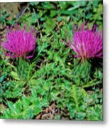 Attēlu rezultāti vaicājumam “Cirsium acaule”