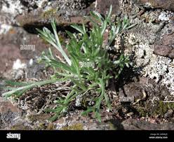 Image result for Artemisia caudata