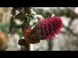 Attēlu rezultāti vaicājumam “Larix kaempferi female flower”
