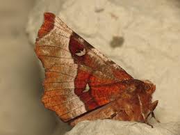 Attēlu rezultāti vaicājumam “Selenia tetralunaria”