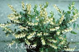 Attēlu rezultāti vaicājumam “Chamaedaphne calyculata”