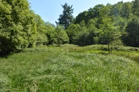 Attēlu rezultāti vaicājumam “Diphyus latebricola”