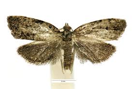 Attēlu rezultāti vaicājumam “Dichelia histrionana”