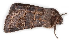 Attēlu rezultāti vaicājumam “Tholera cespitis”